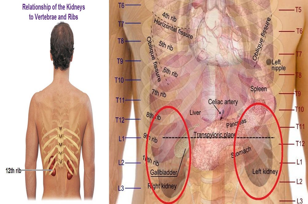 Kidney Pain   Location  Pictures  Symptoms  Causes